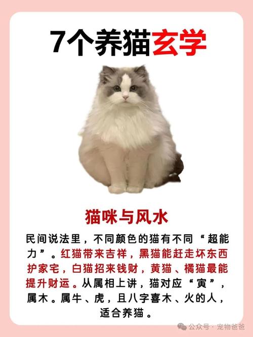 家里风水不佳，养猫嫩否改善运势？