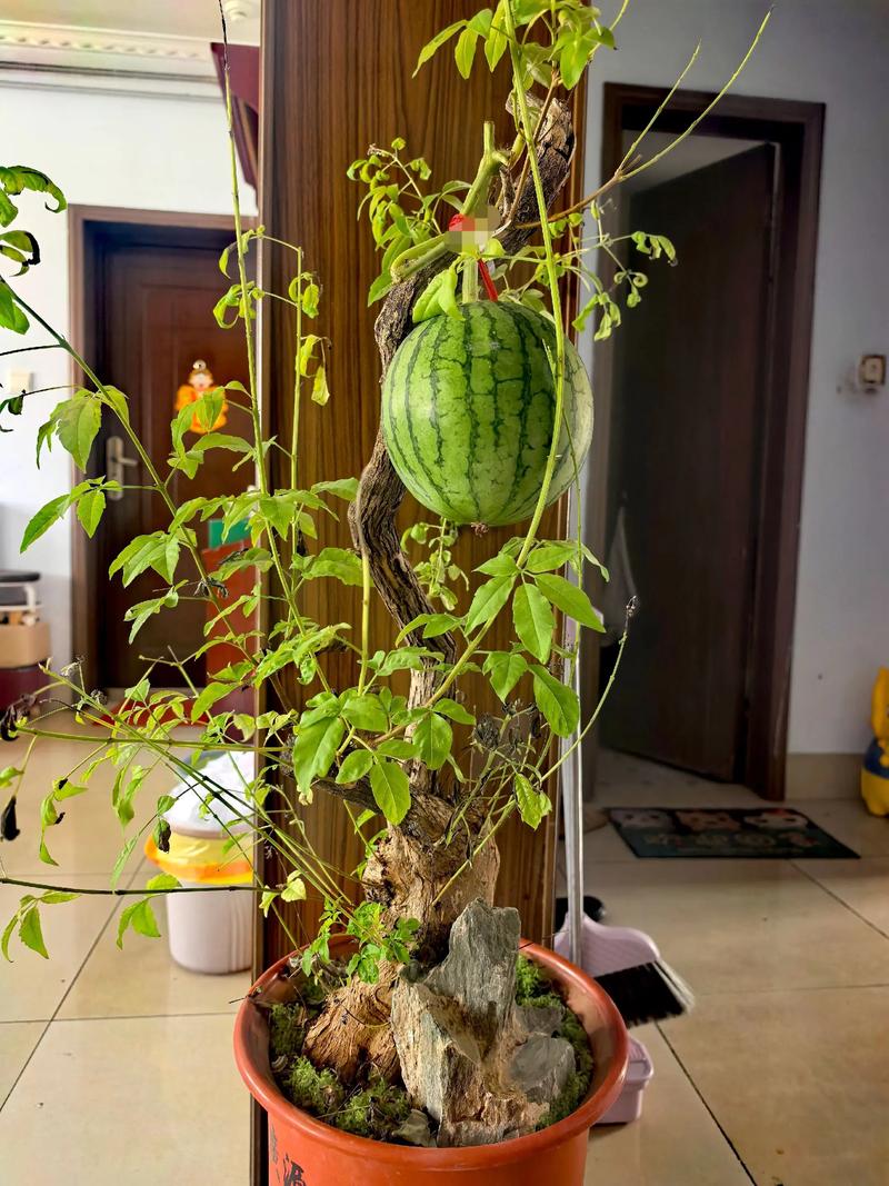 家里种西瓜风水会怎样？对家居运势有影响吗？