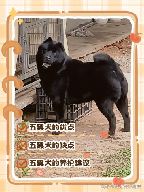 家里养黑狗真的会对风水产生不良影响吗？