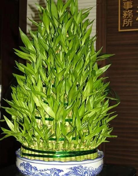 家里摆放植物对风水有何具体影响？