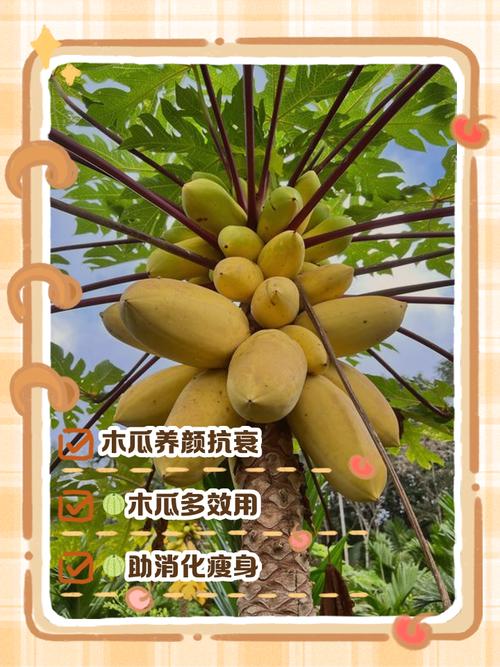 木瓜种植需要注意哪些风水讲究？