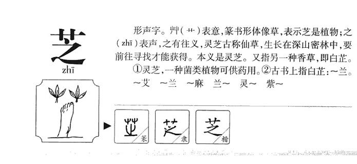 用‘芝’字为女孩取名，寓意高雅、美好，这样的名字好听吗？