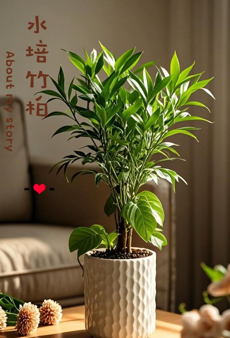 盆栽竹柏摆放时，有哪些风水讲究需要注意呢？