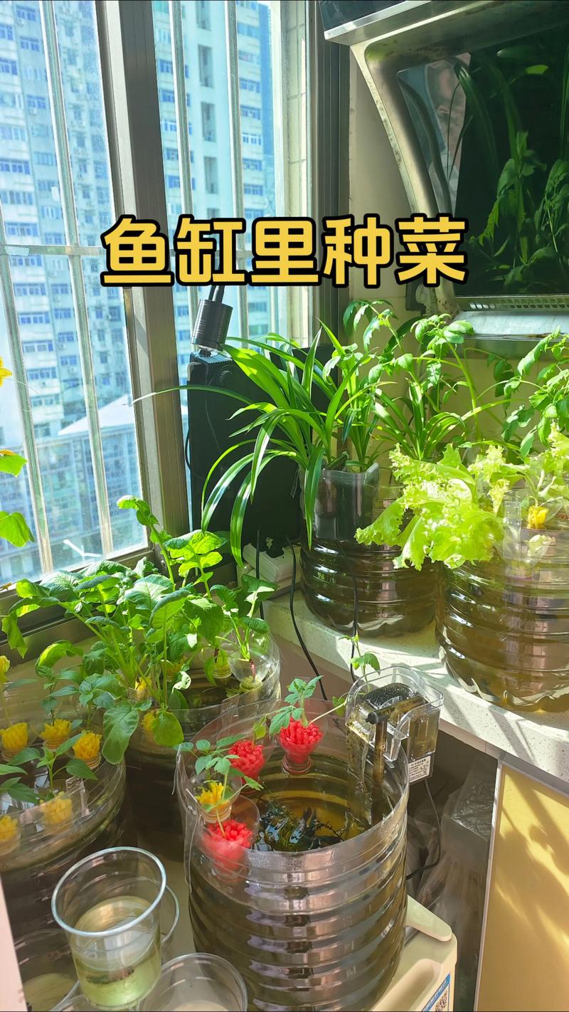 鱼缸种植蔬菜会对家居风水产生怎样的影响呢？