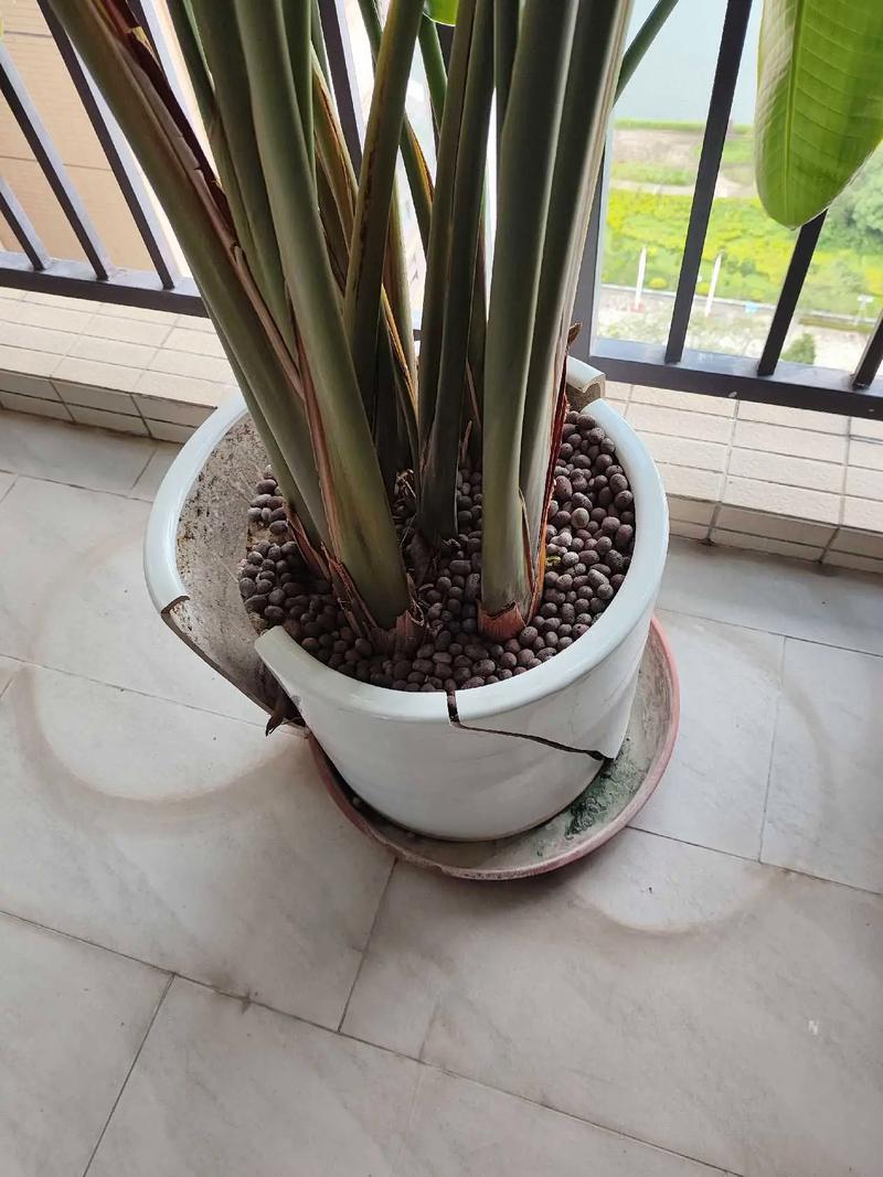 花盆破裂对家居风水有影响吗？