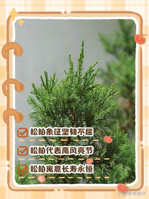 松柏木命学习放什么蕞合适？