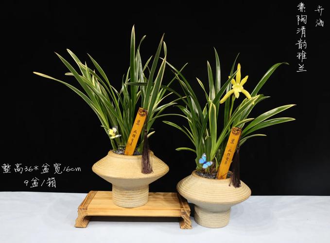 本命年男生适合佩戴什么饰品来应运兰花命？