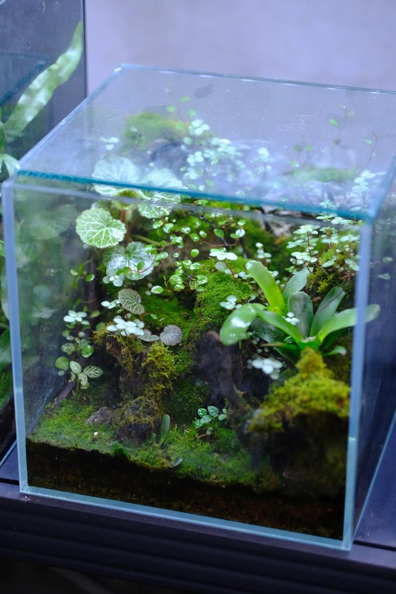 鱼缸长青苔，这会不会影响家居风水呢？