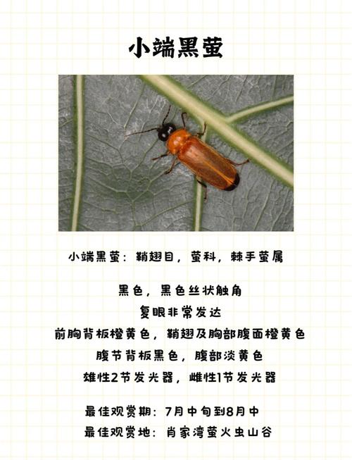 萤火虫八字属什么命格，能否详细解释一下？