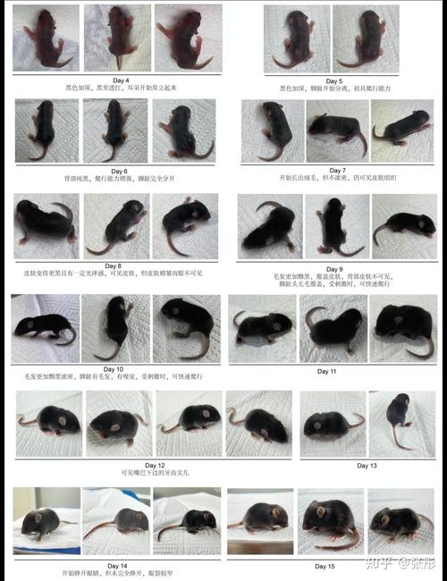 富贵鼠通常是在哪个月份出生的？