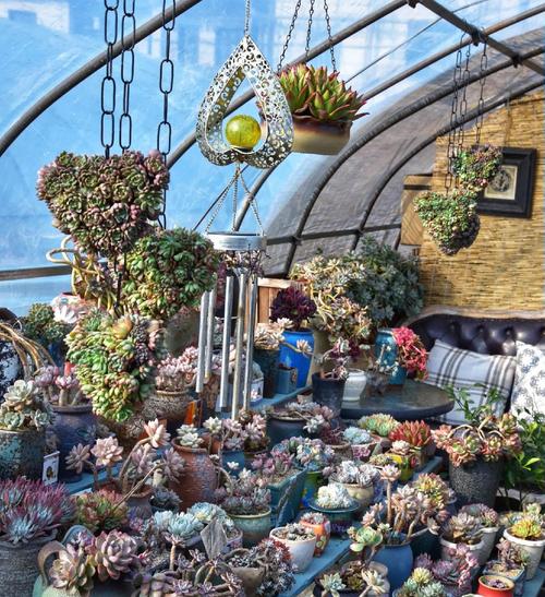 多肉植物摆放在阳台风水上合适吗？