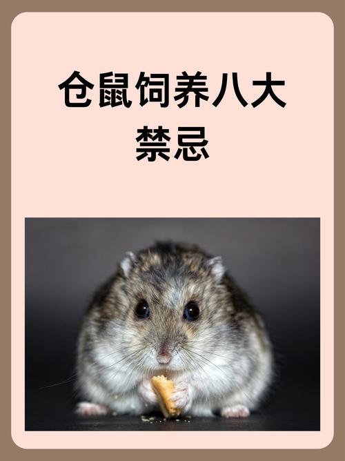 家里养仓鼠真的会破坏风水吗？这究竟是怎么回事呢？