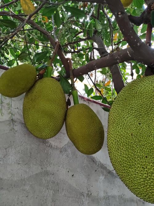 客厅摆放菠萝蜜树对家居风水有影响吗？