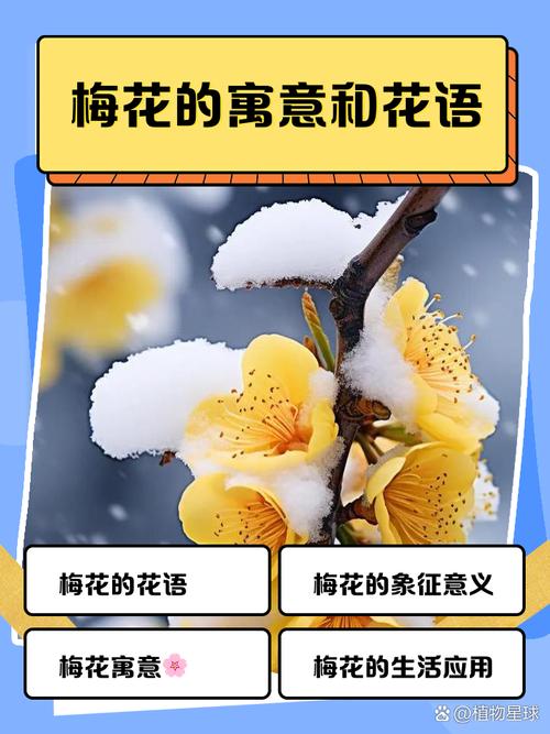 城头土命与哪种命相配最宜，种梅花需用何种土壤最为理想？