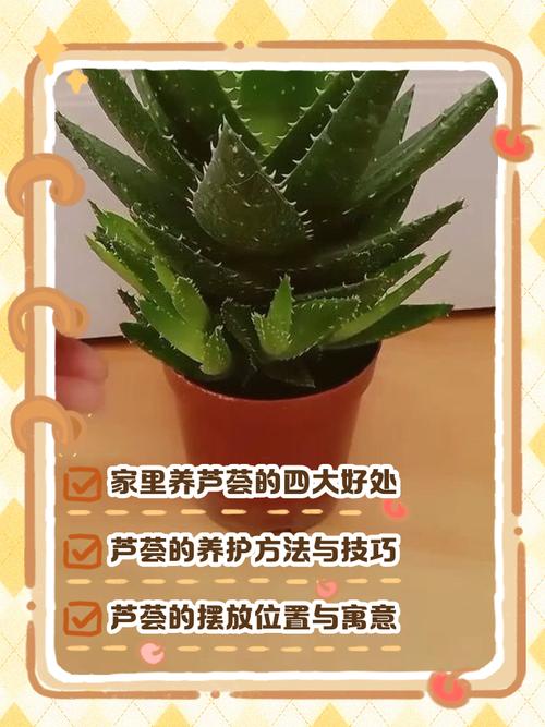 家里摆放芦荟会对风水产生怎样的影响呢？