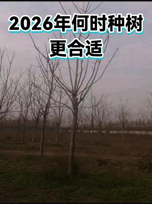 2026年1月1日种树是否适宜？