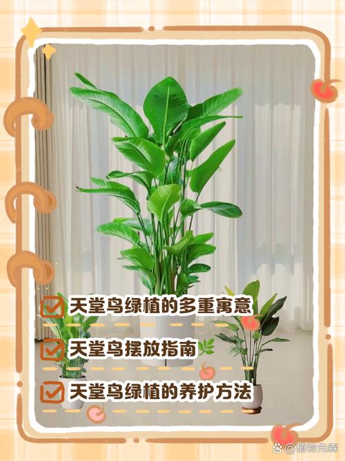 阳台风水适宜养鸟吗？有什么讲究和禁忌？