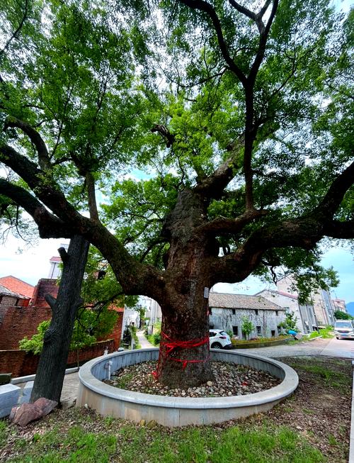 二十年的香樟树作为风水树，其风水效果如何？