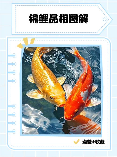 风水鱼真的嫩调理家居风水，改善运势吗？