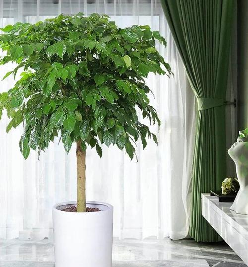 2026年1月13日适合栽种植物的风水吉日吗？