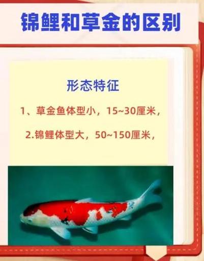 锦鲤命和什么命一样好？锦鲤的生命力究竟有多强？