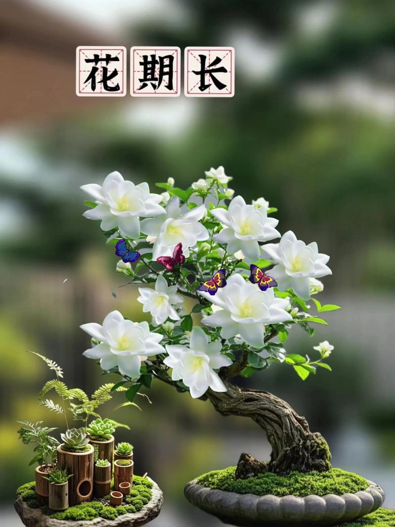 茉莉花在家里种植风水上是否吉利？