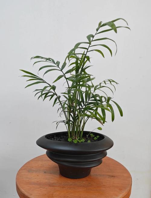 袖珍椰子在家中摆放有哪些风水禁忌需要注意？