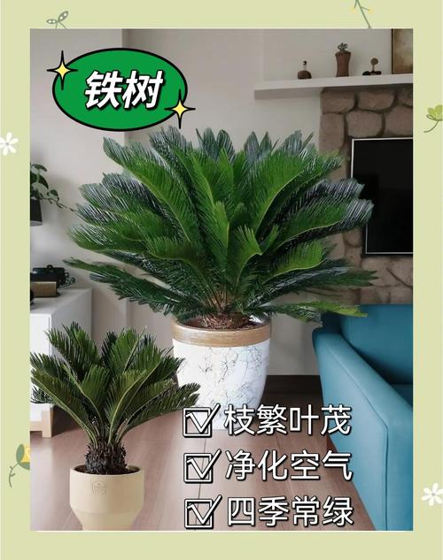 卧室摆放铁树对风水有影响吗？