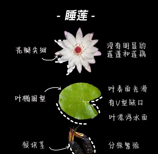 睡莲供奉风水方面是否适宜，有哪些讲究和好处？