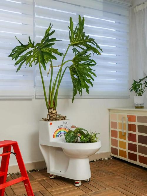 在马桶上种植花卉会对家居风水产生不良影响吗？