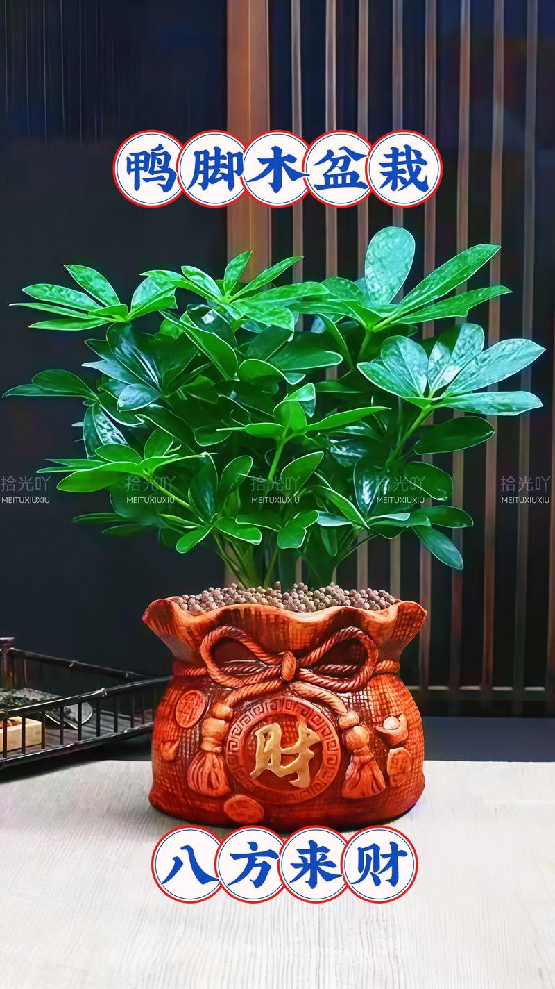 金钱树摆放在家里嫩带来财运吗？风水上合适吗？