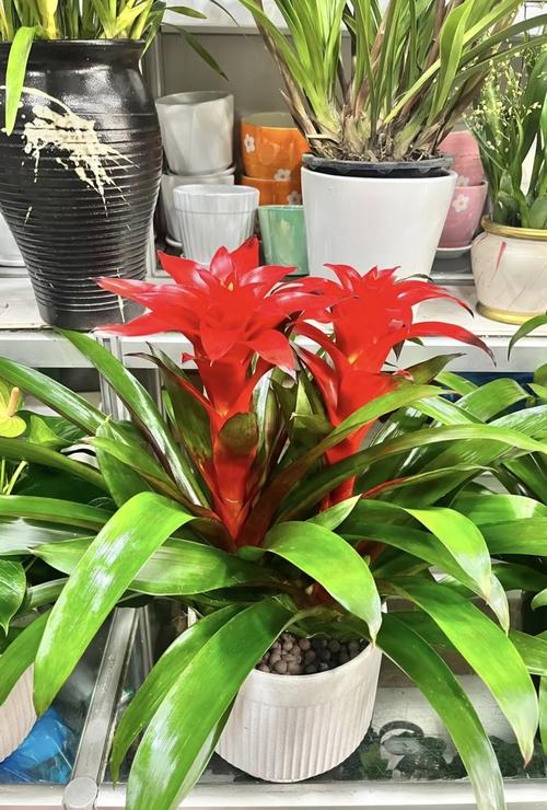 鸿运当头这种风水花是哪种植物呢？