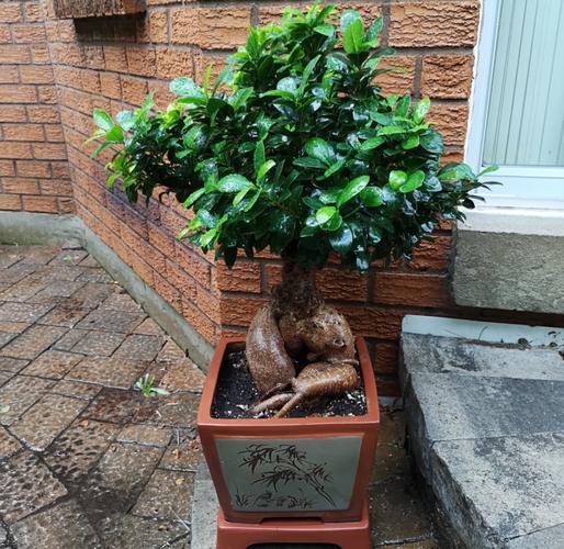 室内摆放榕树风水如何，适宜吗？