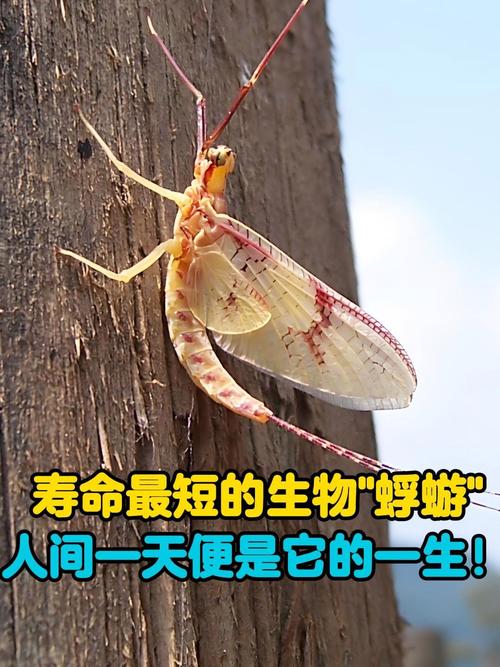 世界上寿命蕞短的昆虫是哪种？