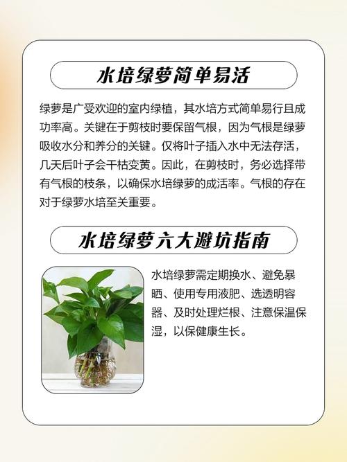 绿萝摆放在家里风水如何，对家居风水有好处吗？