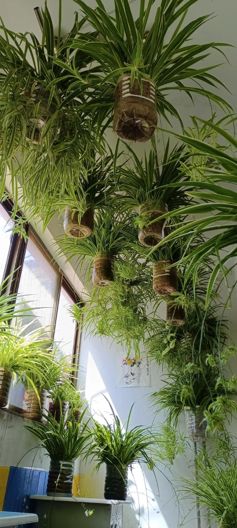 卧室摆放吊兰风水上是否适宜？