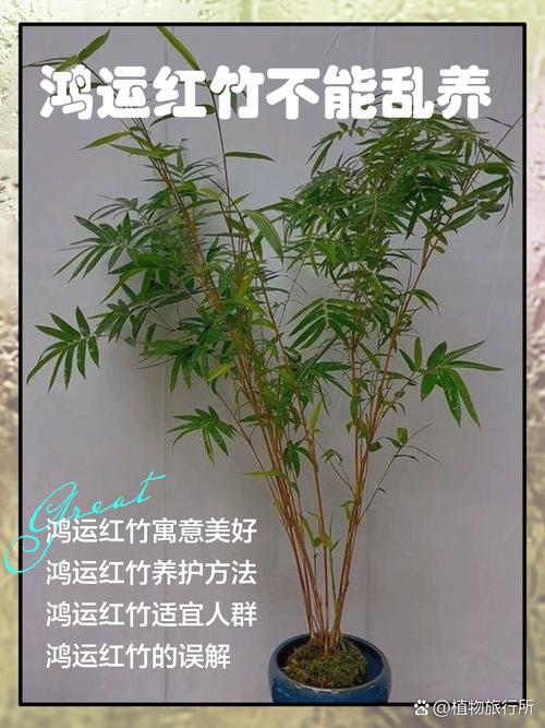 屋后种竹子会对风水产生怎样的影响呢？