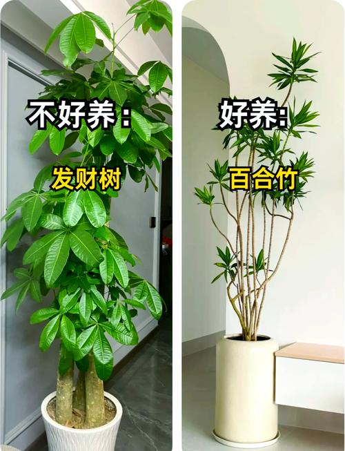 家里摆放风水屋，适合种植树木吗？