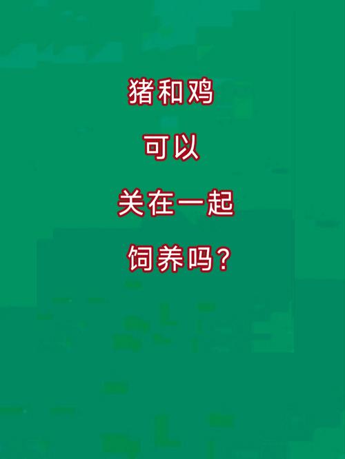 鸡和猪天生能成为伴侣吗？