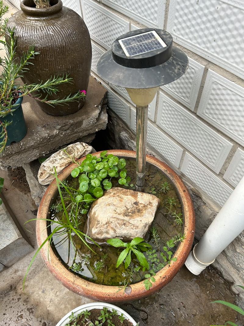 风水池里可依种植哪些植物呢？