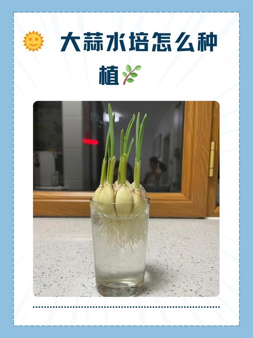 家里种大蒜对风水有影响吗？