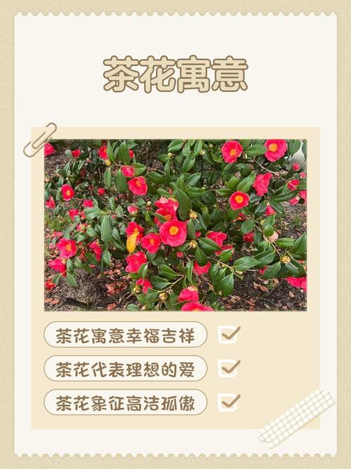 茶花风水说法是否具有科学依据？