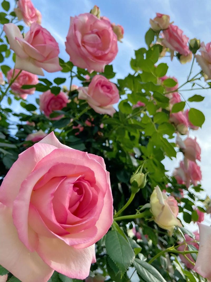 阳台适合种植风水蔷薇吗？