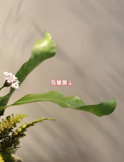 家里摆放插花会对风水产生怎样的影响呢？