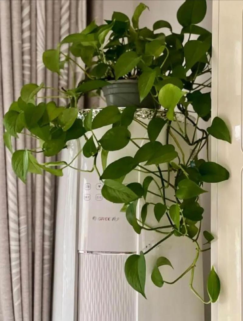 空调上摆放绿萝风水上是否合适？