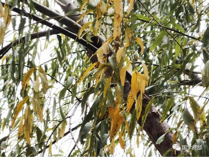 残花败柳对风水有影响吗？