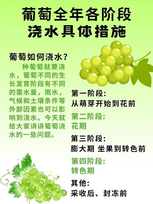 葡萄在家种植是否会影响家居风水？