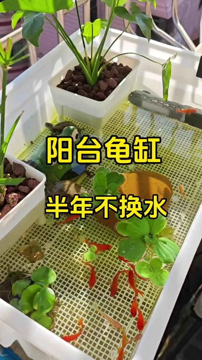 在风水上，窗台摆放龟壳是否适宜？有什么讲究和禁忌需要注意？