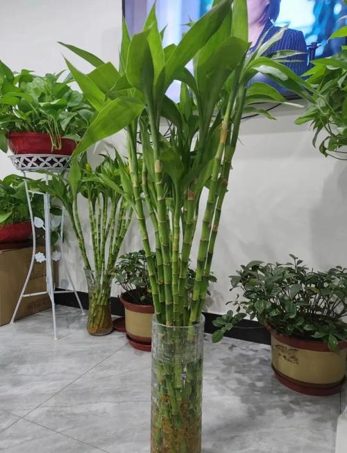 门面植物对风水有怎样的影响呢？