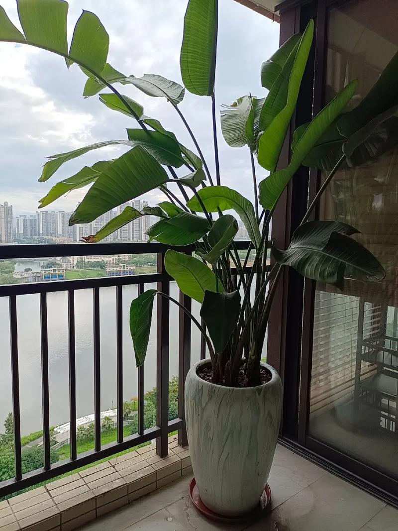 花盆破裂对家居风水有影响吗？